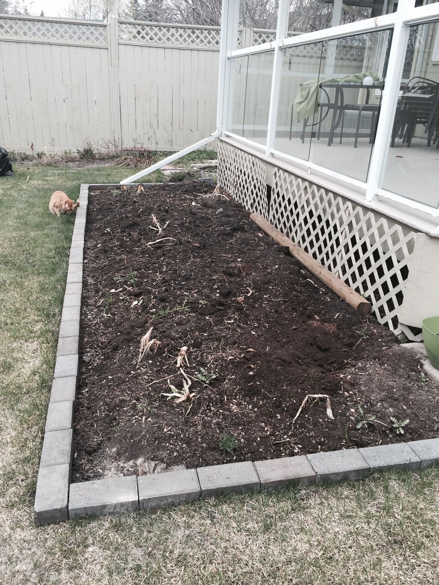 drjoend's tweet photo. Dr.Joe planting potatoes & prepping veggie plot for plants #drjoend #yycgarden #wholefood #healthyeats https://t.co/BANQGvokvd