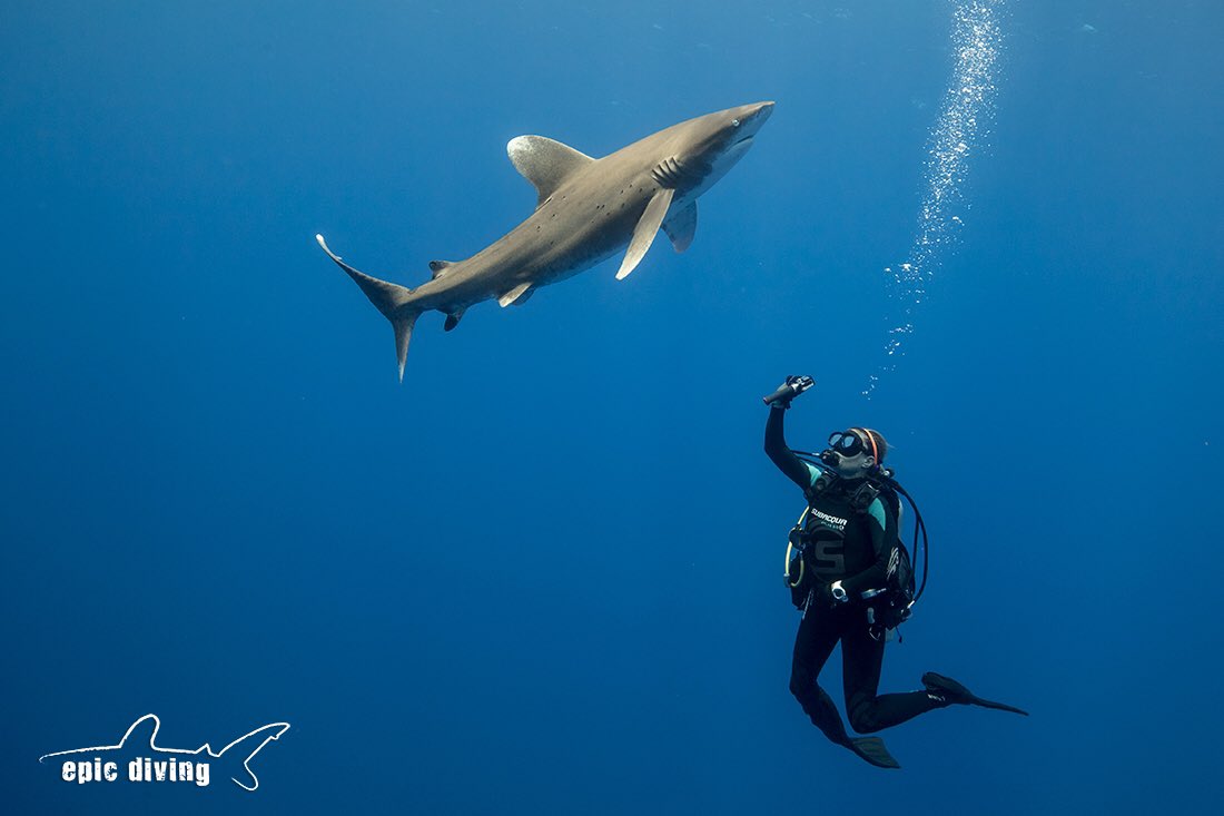 epicdiving's tweet image. Enjoying the moment! #catisland #bahamas #oceanicwhitetip #sharkweek #divewithsharks #oceanicwhitetipshark @epicdiving @gerdelvillar