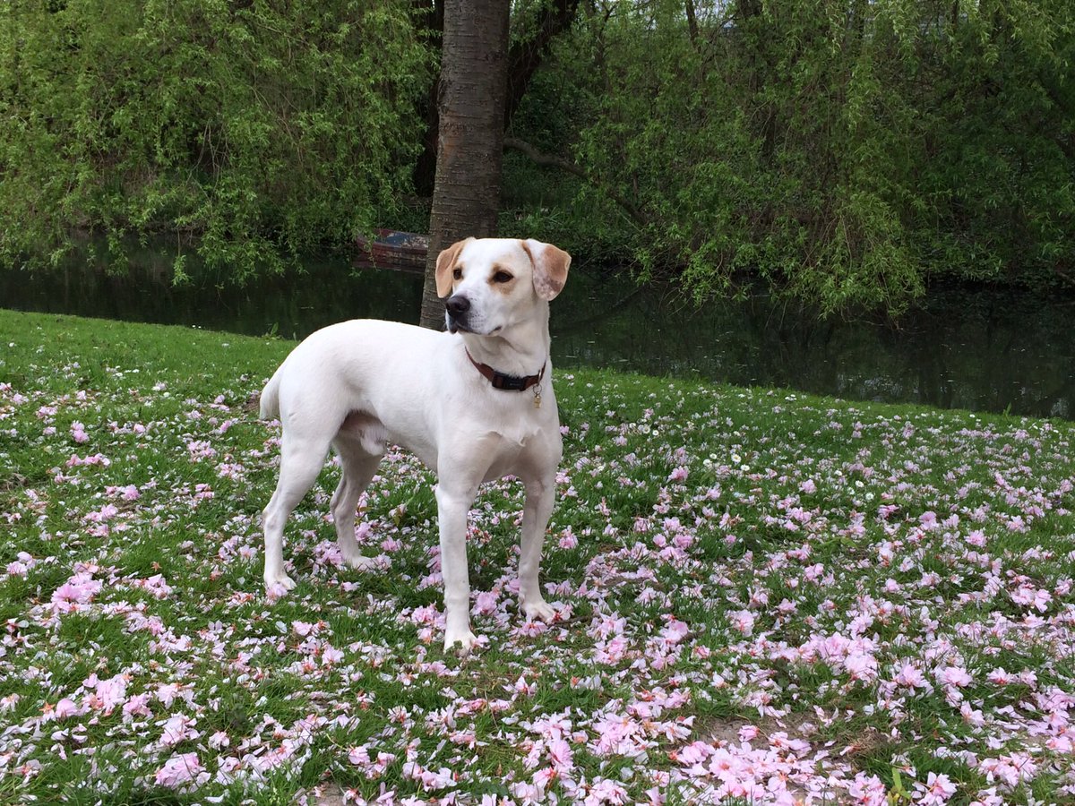 chrisnatuurlijk's tweet photo. Wandelen met Oscar Perro voor de @Dogparade010 . Nu op @RTV_Rijnmond https://t.co/POyjCGUroM