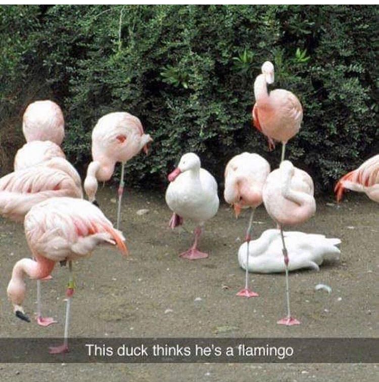 WORLDSTAR's tweet photo. When tryna fit in like.. 🦆🐧 https://t.co/GDPiQscv5w