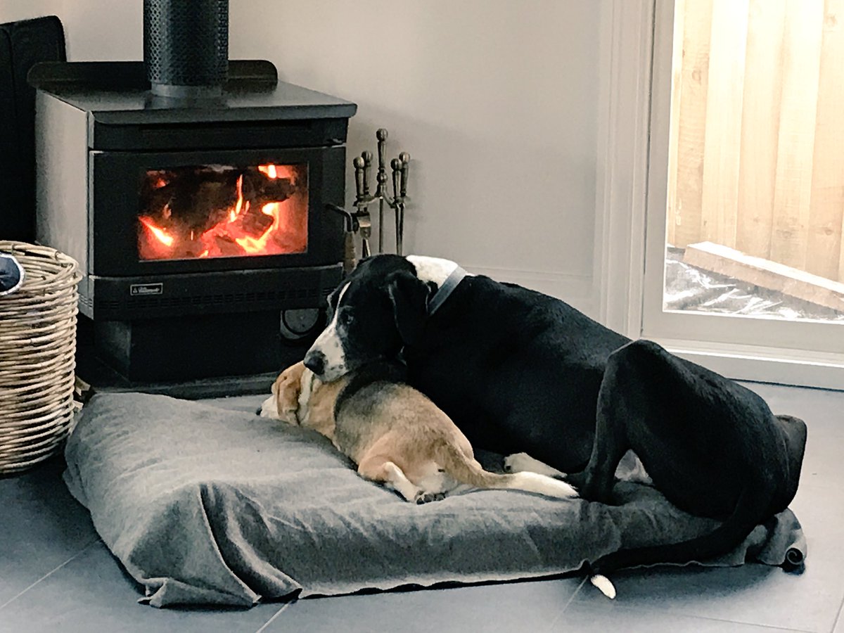 IzzyandCooper's tweet photo. Our favourite way to spend a Saturday.... #doglife #beagle #greatdane #fireplace #IfIWereADog https://t.co/NK0pWG9kpj
