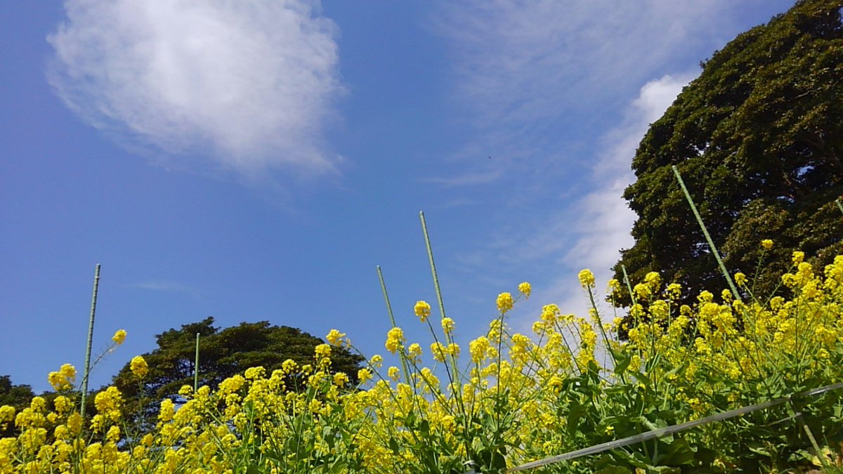 hoyafeti's tweet photo. #浦戸朴島　（宮城県塩竈市）
交雑のない離島で「仙台白菜」の種を
採るためここに菜の花の畑があるそうです
お店も、病院も、船で１時間かかる塩釜まで出ないと行けない島の暮らし
今度からはその島を守ってくださる方々に
思いを馳せながら白菜を食べよう
美しい島々、宮城の宝もの https://t.co/e4YFdLHGIy