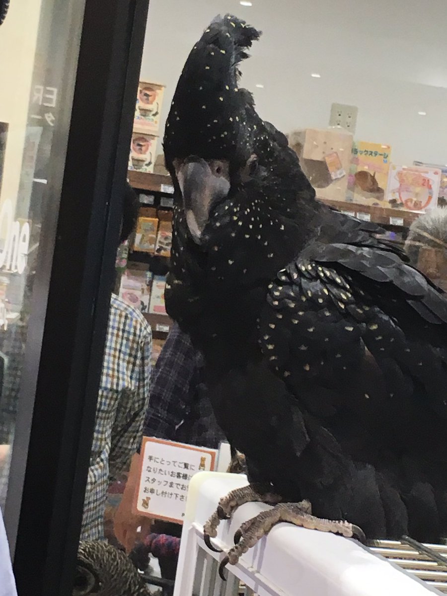 Antaresk93 On Twitter ペットショップにて アカオクロオウム 初めて見ました かわいい アカオクロオウム