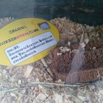ハリネズミかと思ったら!かみね動物園のハリネズミ展示コーナーにいたまさかのアレ!