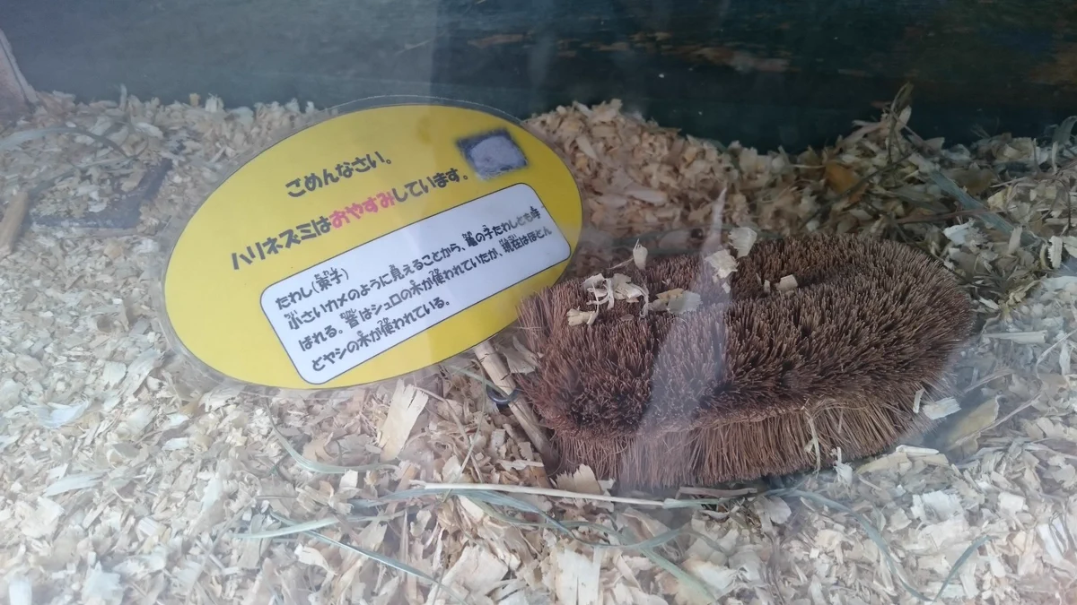 ハリネズミかと思ったらｗｗｗかみね動物園のハリネズミ展示コーナーにいたまさかのアレｗｗｗ