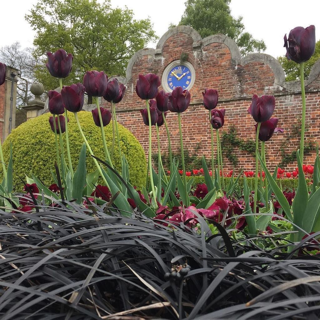 e_gardener's tweet photo. #blackmondograss and #queenofthenighttulip at #erdigg. #tentotwo 🙂 https://t.co/4aYAOKhJvi https://t.co/rBzp4oeN0U