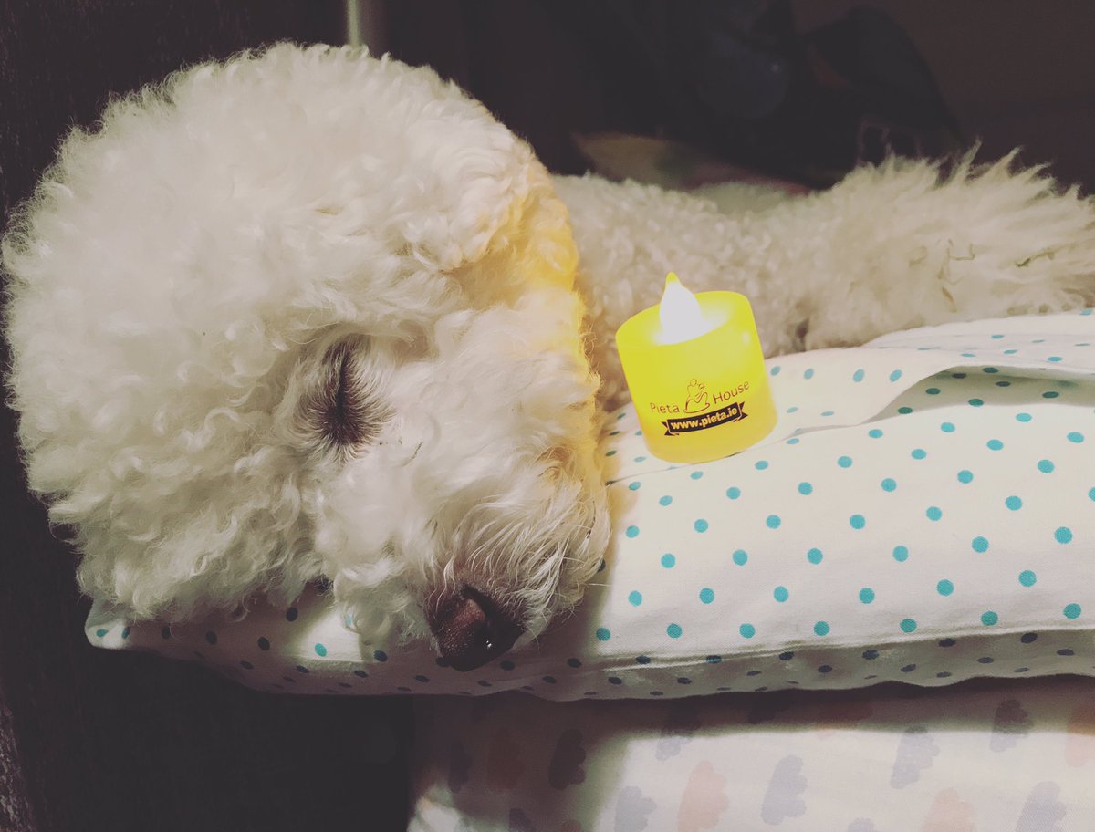 lou_coates's tweet photo. Summer is fast asleep after doing her 3rd Darkness Into Light walk 💤🐾💛 #DarknessIntoLight #DIL2017 #DILWakeUp #DILDogs https://t.co/eDmdElWjrw