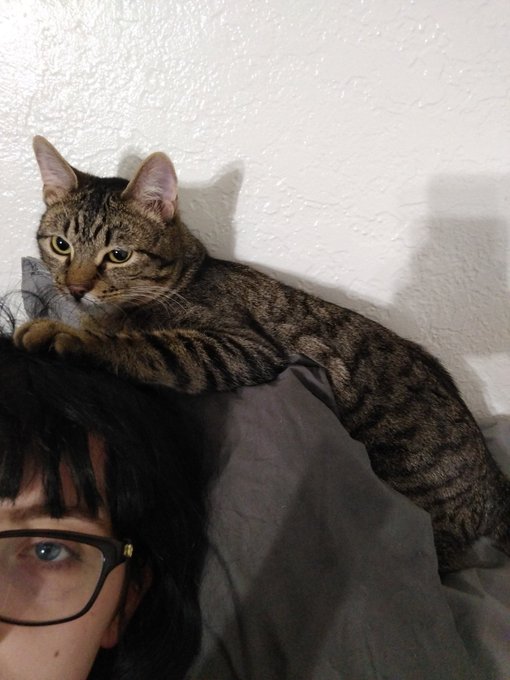 I love this doodoo head cat https://t.co/hO2uJggNNn