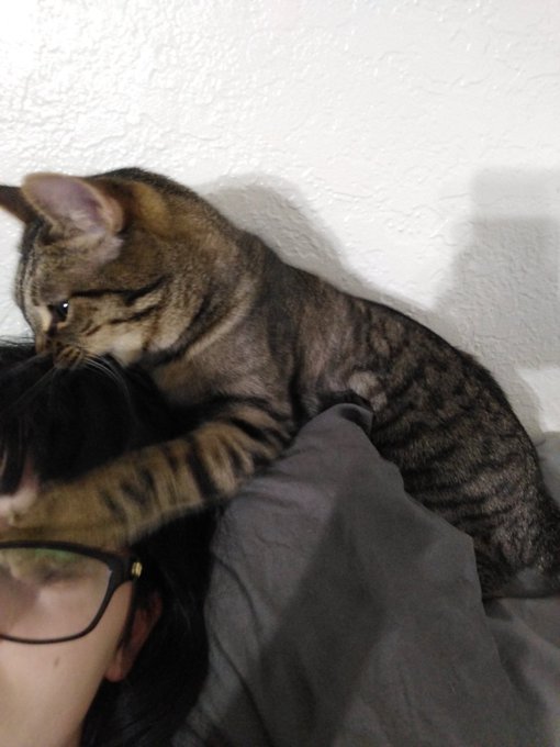 I love this doodoo head cat https://t.co/hO2uJggNNn