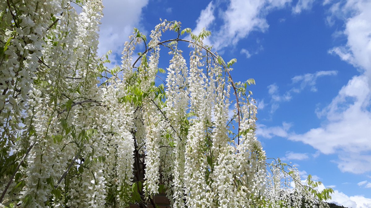 Svegliarsi 
col profumo del glicine bianco 

#garden #flowers #sky