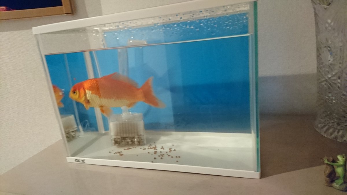 W オヤスミ いじめっこ金魚だけ隔離されてました W オヤスミ いじめっこ金魚だけ隔離されてました