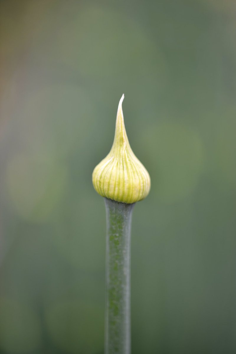 You Sakana 四国 瀬戸内観光大使 على تويتر 葱 ネギ の花 葱坊主の花が咲く前に収穫して天ぷらにすると美味しいです 温暖で雨の少ない香川県は 採種産業といって タマネギの全国種子生産量の半分近くを生産しています 食のランドスケープ Foodlandscape