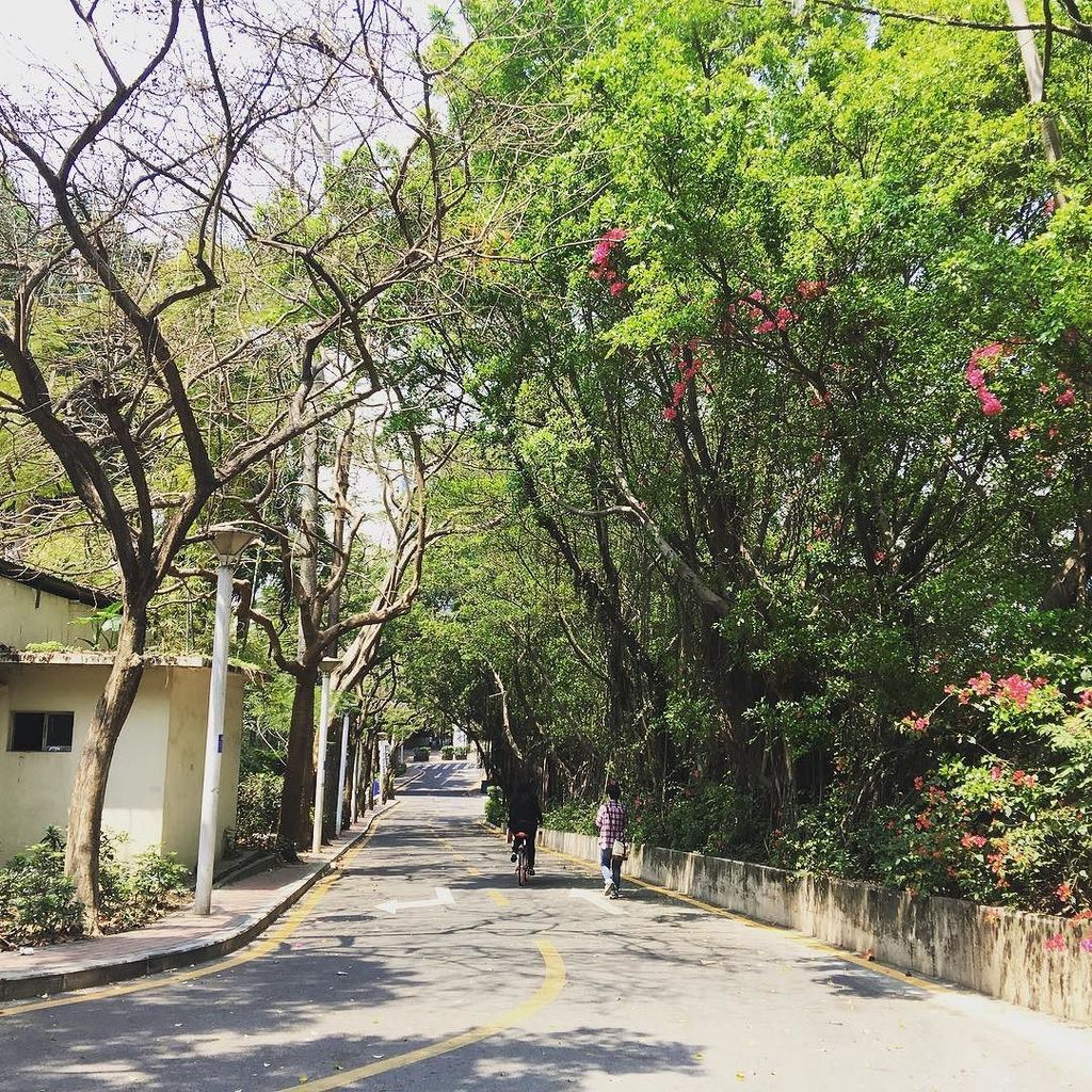 madeinmimo's tweet photo. #summerlove #greenery #shenzhen https://t.co/cYqRnS2Tet https://t.co/0BbbLI9lWl