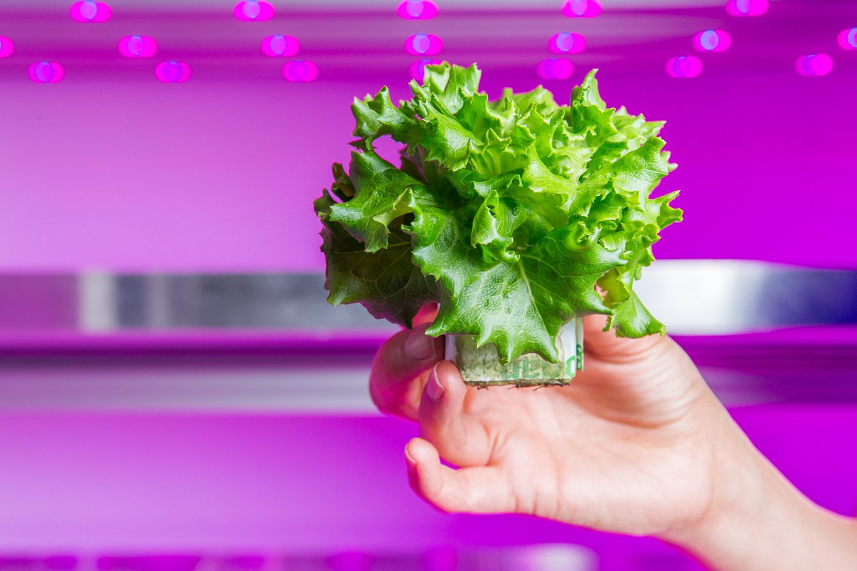 PhilipsHorti's tweet photo. First large scale commercial vertical farm in Europe to be built with Philips #LEDs https://t.co/O5hcuBEsxb https://t.co/hV6fXqY0q7