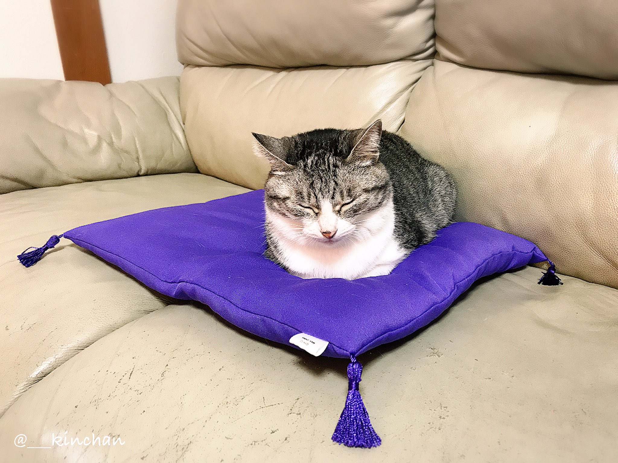 きんちゃん בטוויטר 最近 よく見る 座布団猫 座布団猫 猫 きんちゃん きんちゃん בטוויטר 最近 よく見る 座布団猫 座布団猫 猫 きんちゃん