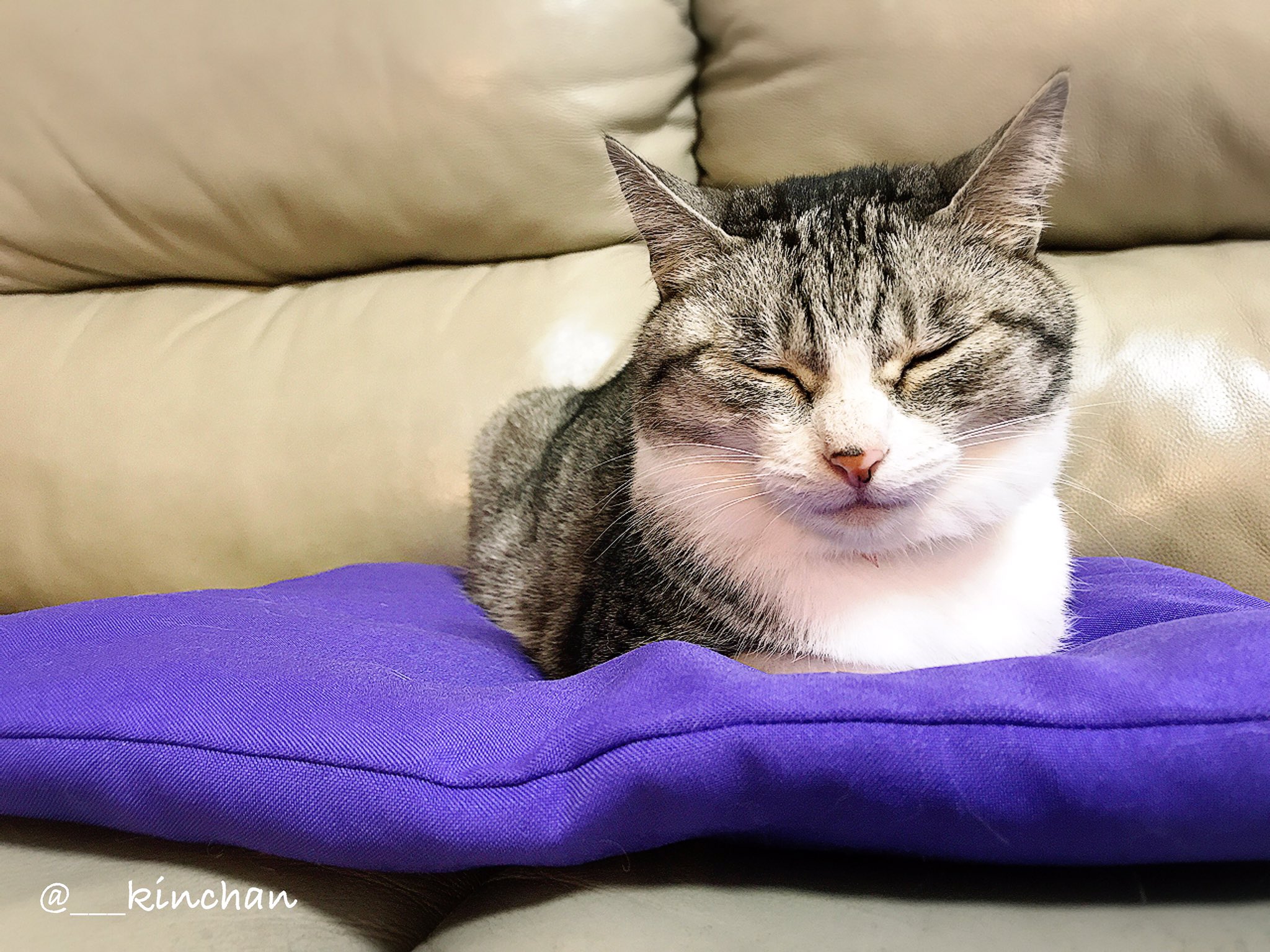 きんちゃん בטוויטר 最近 よく見る 座布団猫 座布団猫 猫 きんちゃん きんちゃん בטוויטר 最近 よく見る 座布団猫 座布団猫 猫 きんちゃん