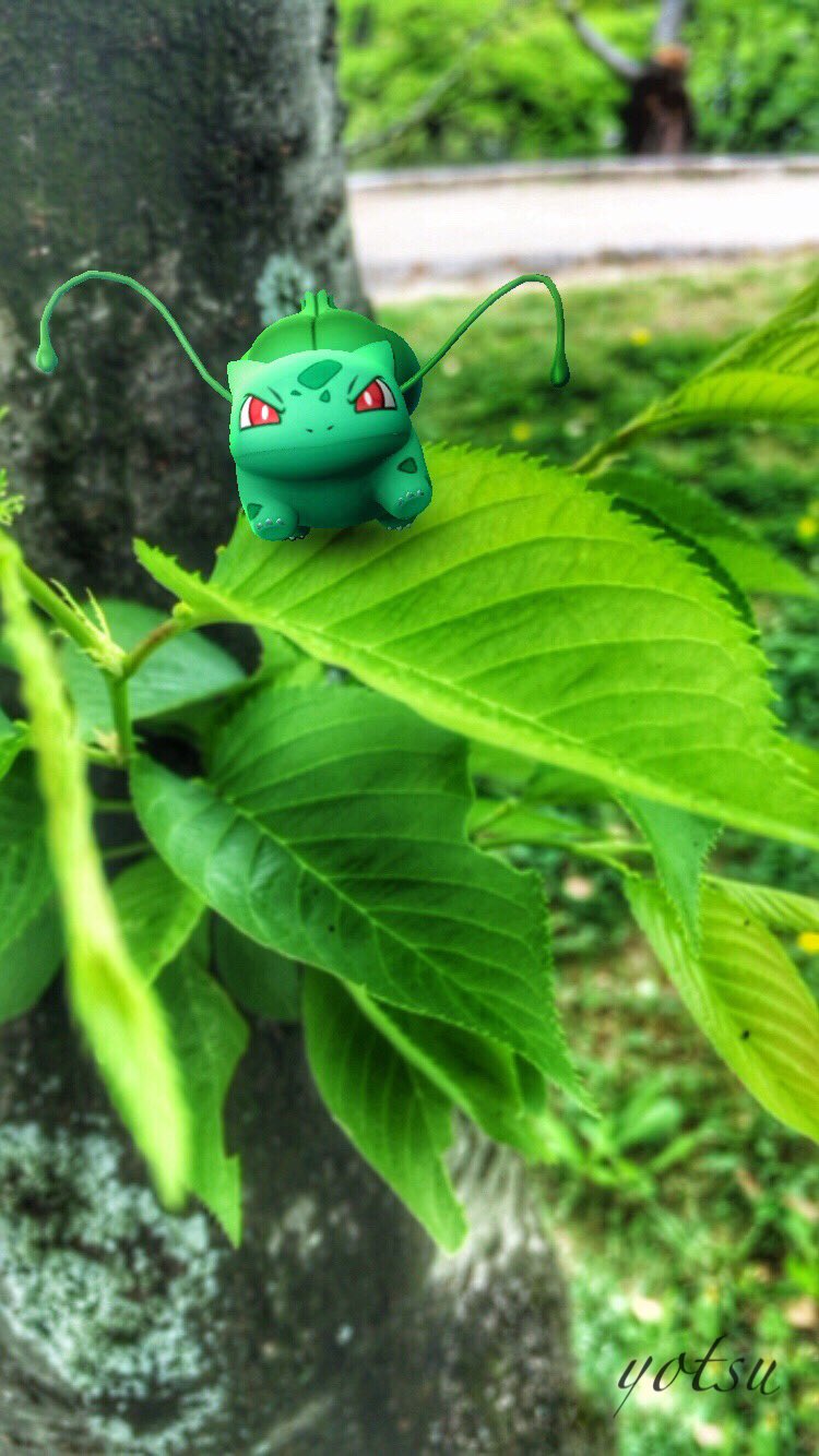 よつ まったり再活動中 お怒りフシギダネ はっぱカッター ポケモンgo よつの写真日記 青葉仰ぐ季節に草ポケモンを撮ろうar写真大会 T Co 4vbnh8mges Twitter