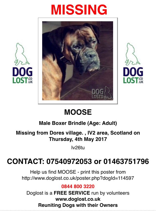 RodneyTheBoxer's tweet photo. Please help #findmoose who went missing near Inverness. Please retweet so we can get this fella safely reunited to his family 🍀🐶 @DoglostUK https://t.co/7tc0B4MH8m