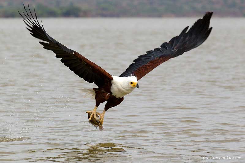 #42 African Fish Eagle

The African Fish Eagle has the honor of being the national bird of three nations: Zambia, Zimbabwe and South Sudan.