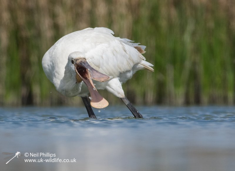 Feeding spoonbill on Sheppey last weekend <a href="/KentWildlife/">Kent Wildlife Trust</a> <a href="/fonkm/">North Kent Marshes</a> <a href="/RareBirdAlertUK/">RareBirdAlertUK</a> <a href="/BirdGuides/">BirdGuides</a> @RSPB_SouthEast