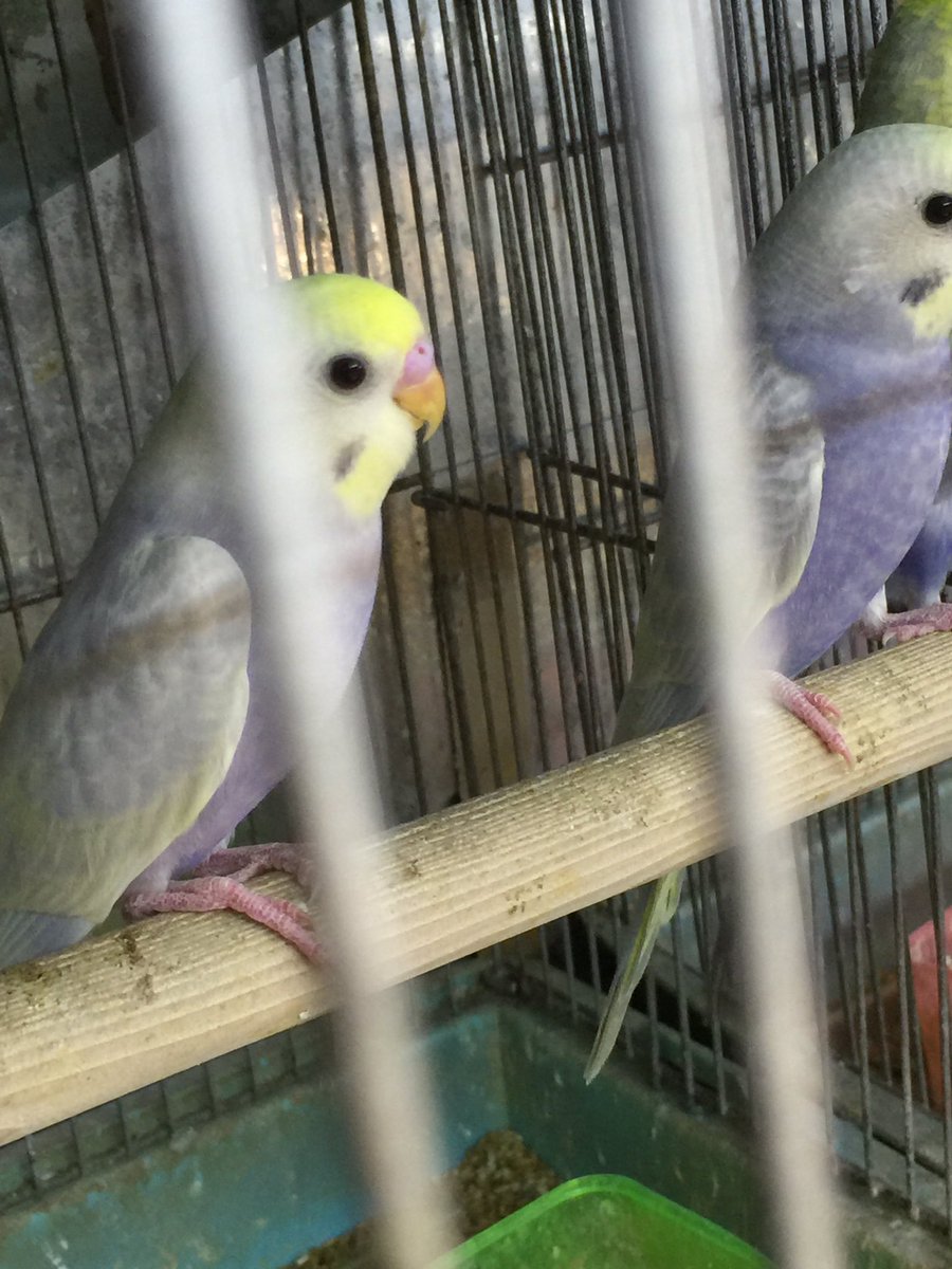 セキセイ インコ ライラック