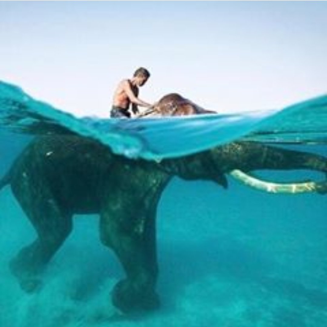 RoyelSpittenz's tweet photo. 💕🐘 https://t.co/1ChYcsMe7u