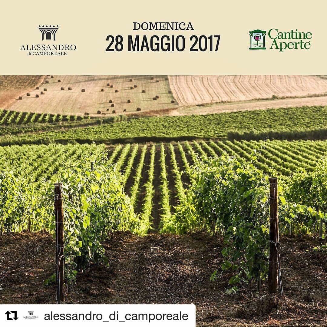 MTV_Italia's tweet photo. Programmi anche dalla #sicilia! Questo quello di Alessandro di Camporeale! #cantineaperte2017
#buonsabato
https://t.co/yqapeYLkNL https://t.co/fIvvf2rfeC