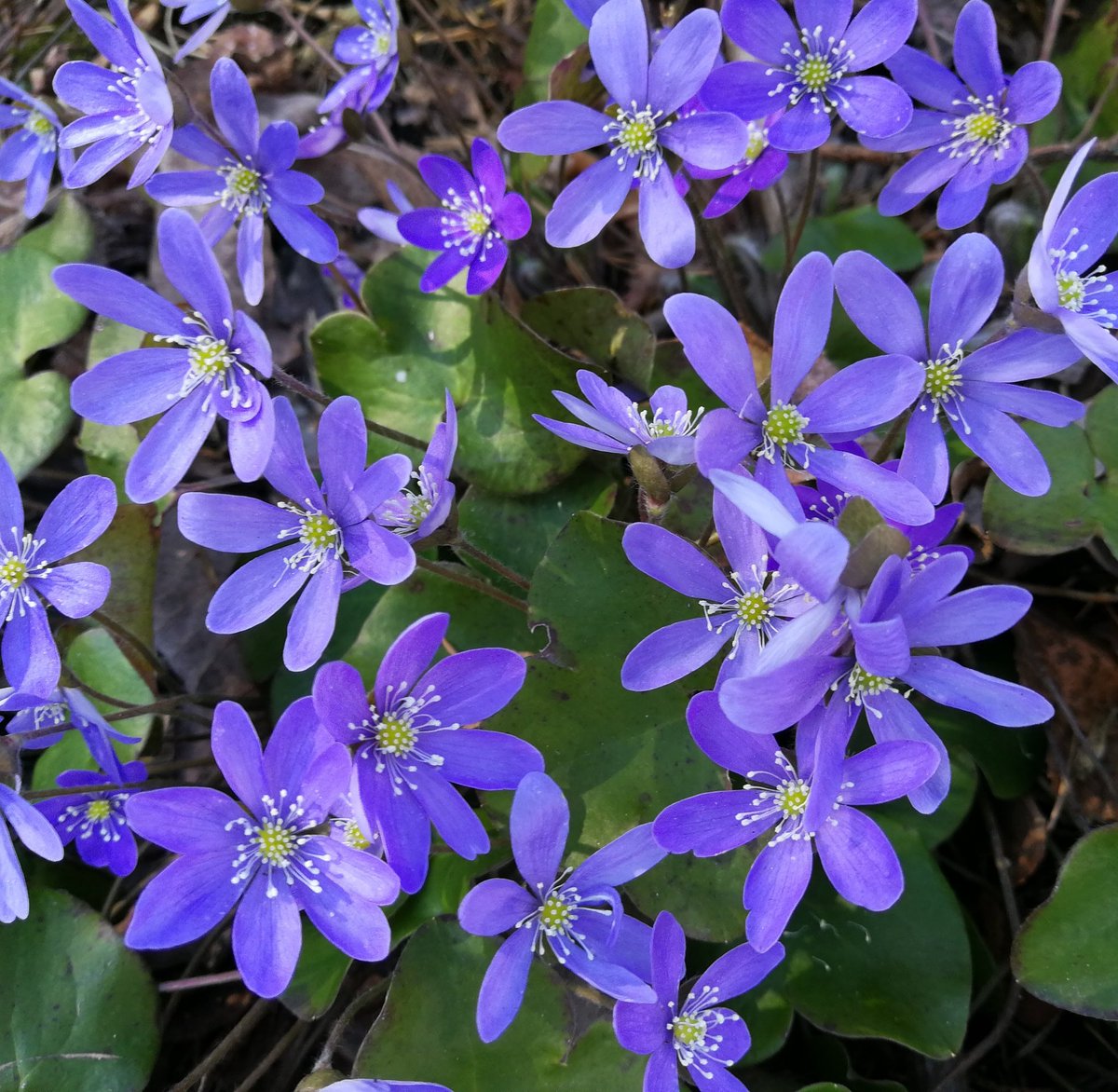 petrira's tweet photo. Pitkä kukinta sinivuokoilla tällä kasvukaudella 🙂 #sinivuokko #commonhepatica #hebaticanobilis #kukka #flower #blossom #total_finland https://t.co/uqaaudnW1U
