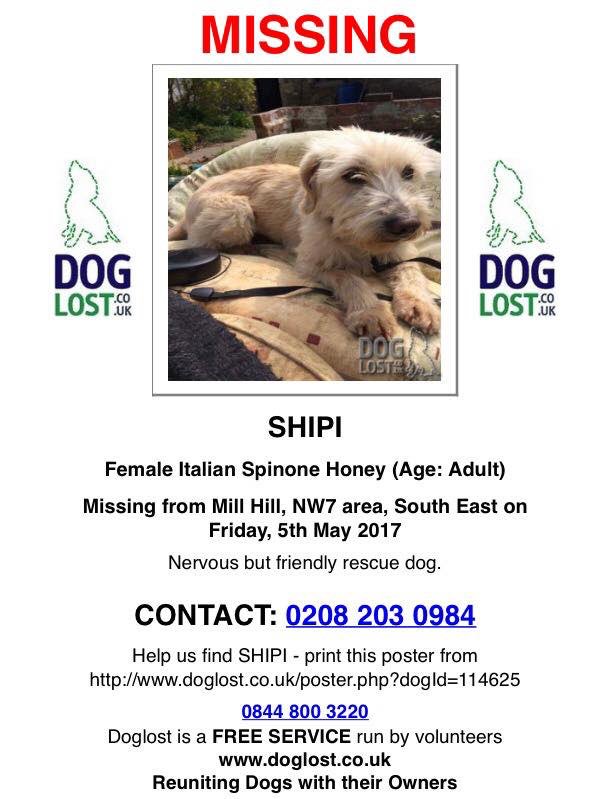 EarSolv's tweet image. Thiss wee girl is missing in London area, she isn't a Spinone she is a Griffon x.  Very frightened, please look out for her. #doglost