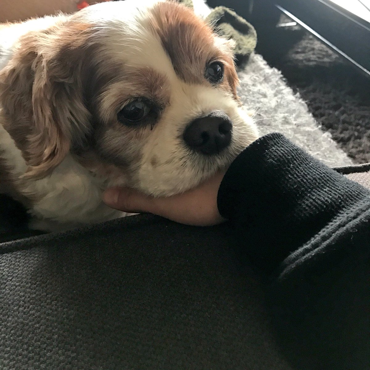 moenotsubaki's tweet photo. いやもう、今のボサボサ加減
ほんまどうにかしてほしい（笑）
これぐらい短いのが好き
けどやっぱりいつも好き
このアホヅラな感じも好き
とりあえず大好き
癒される〜〜☺️💗💗 https://t.co/Kq6gtv4Lep