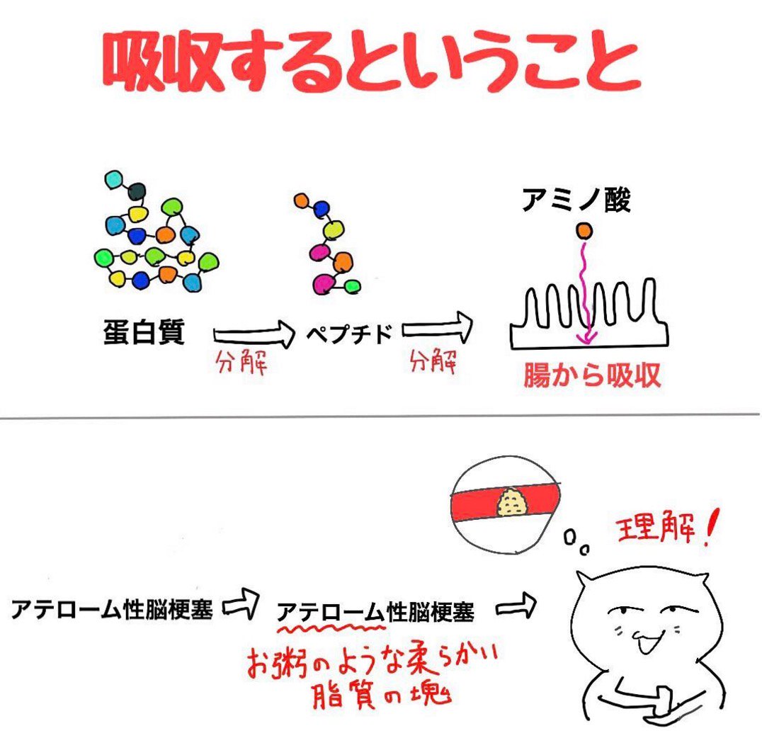 ゴロ 解剖生理イラスト 栄養素は小さく分解される 消化酵素によって ことで腸から吸収される 難しい医療用語も噛み砕いていく 調べる ことで脳から吸収されやすくなる T Co Utwnopkyxk Twitter