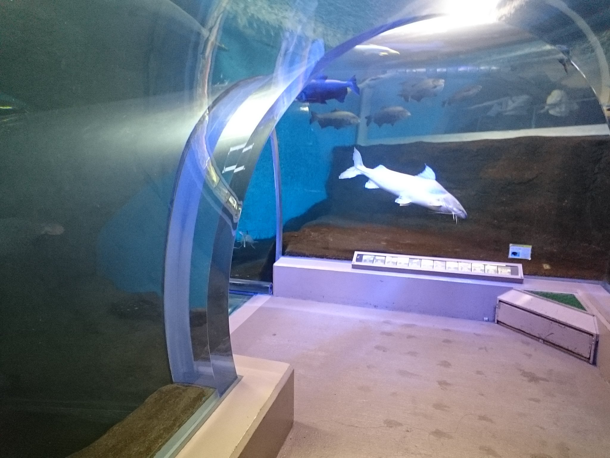 まなしな 聖地巡礼 ウルトラマンメビウス ウルトラ兄弟 で舞台になった施設の一つ 須磨海浜水族園に久しぶりに行ってきました ガッツ星人が襲おうとしたり アヤがザラブ星人に攫われたり タカト君とミライが ウルトラ兄弟論を交わした場所も健在です