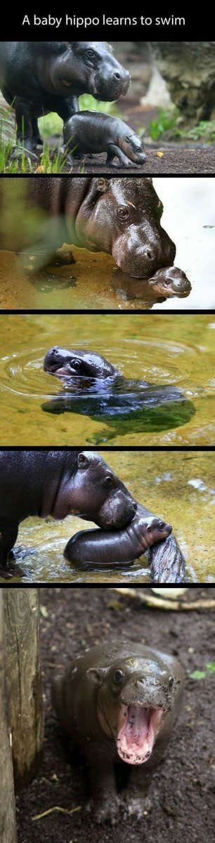 Have a great #weekend everyone! #babyhippo