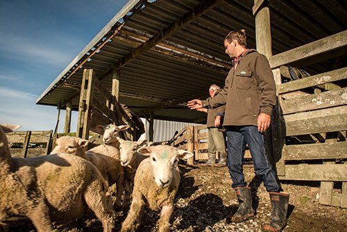 MasseyRob's tweet photo. Kaiwaka clothing. The best investment you will ever make to protect you from the elements. #nzsolutions #sheep365 #kiwikit https://t.co/hyit7ptPzt
