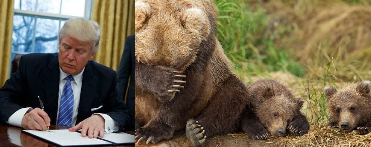 VimaxStore's tweet photo. It’s Done: #Trump Signs HJR 69 into Law Allowing Slaughter of Alaskan Bear Cubs... https://t.co/XZEVfsVhnL by #EnviroNews via @c0nvey https://t.co/On93CmHRH4