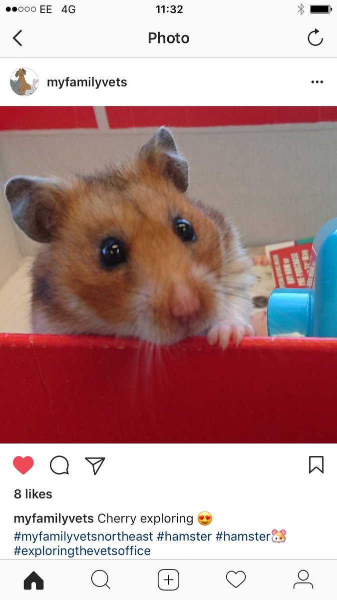 BuddyHamster's tweet photo. I have been poorly, I had to go to the #vets #dentist https://t.co/HdqpZe8FaJ