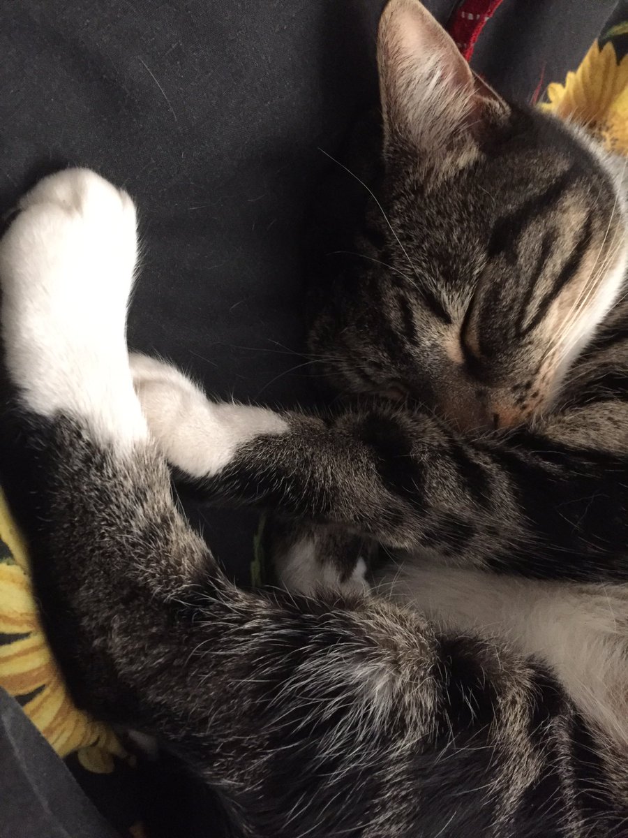 ivegotadrill's tweet photo. Note to self: Do not post cute cat pic. 1)Get on & write, woman! 2)Will end up as crazy cat lady if not careful. #butlook #postscutecatpic https://t.co/q1tpPa7hzD