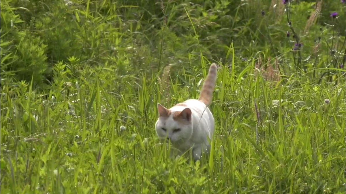べっぴんしゃん べっぴんしゃん
