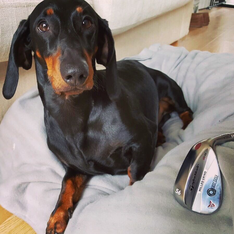 <a href="/PeterFinchGolf/">Peter Finch</a>  Seve loves the <a href="/quest_golf/">QuestGolfAcademy</a> wedge. I won't let him get too carried away! 🌶💦