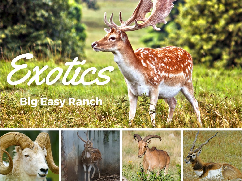 Are you interested in #hunting more than whitetail deer? Check out our extoics: ow.ly/QLaE30bkIwK