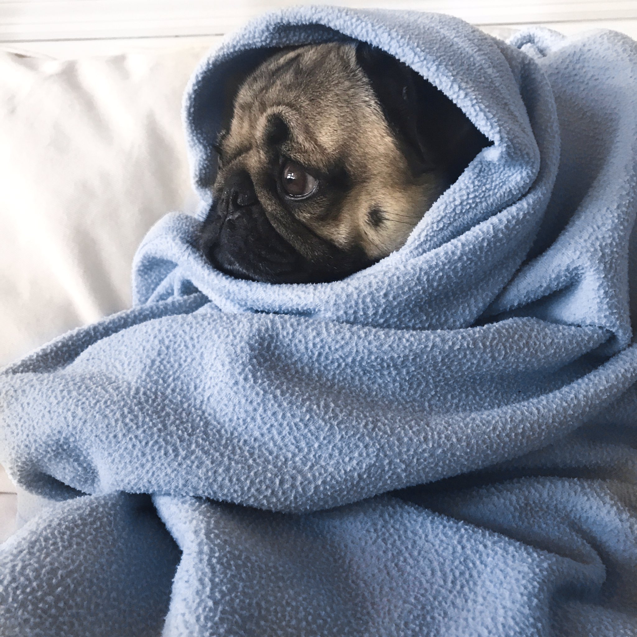 Doug The Pug on X