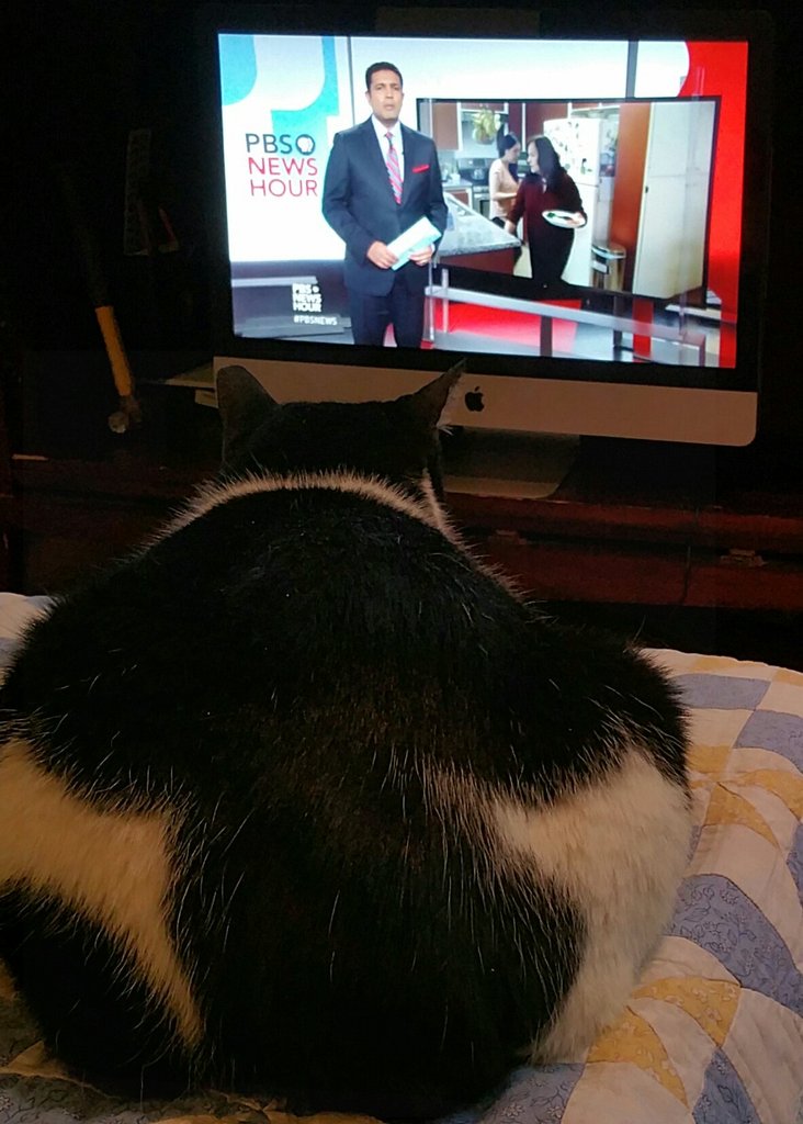 studentdox's tweet photo. @PBS Harte &amp; Patchy... the Saturday ritual. Watching Friday's #pbs news hours on saturday morning. https://t.co/wmr38fWSma