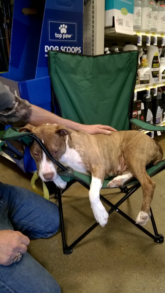 PetSmart #2392 tweet media
