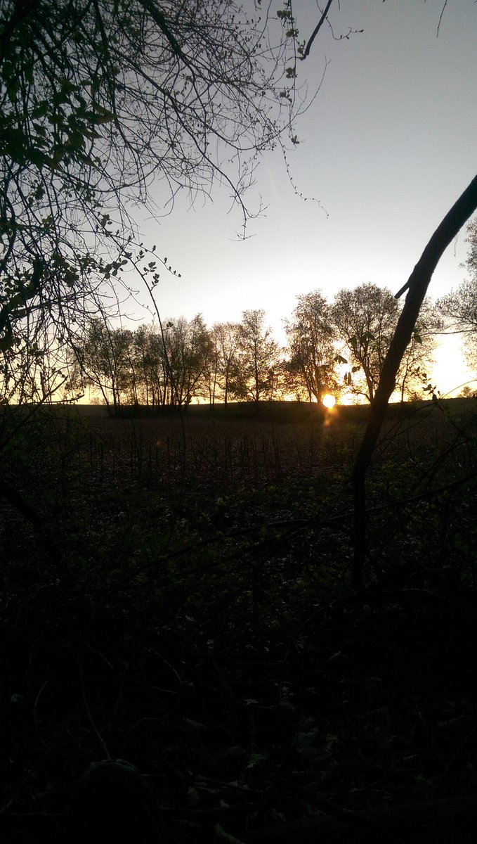 twdrenth's tweet photo. @itsandrew01 I wasn't up that late to start. And the mornings are beautiful here on the farm #SkyView42 #sunrise #wmiwx https://t.co/caCeCHghso