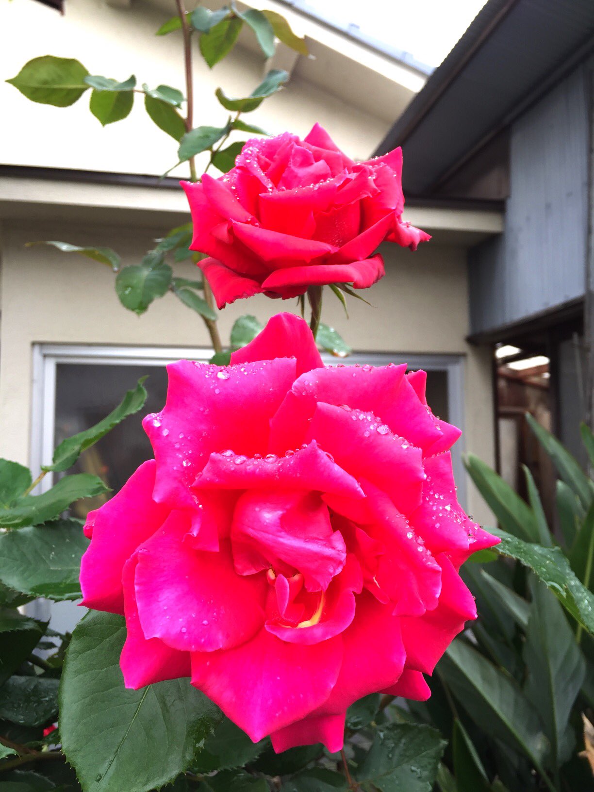 ✾ひまわりページ①✾ Amazon.co.jp: ひまわり壁面飾り ペーパークラフト 634 : ホーム