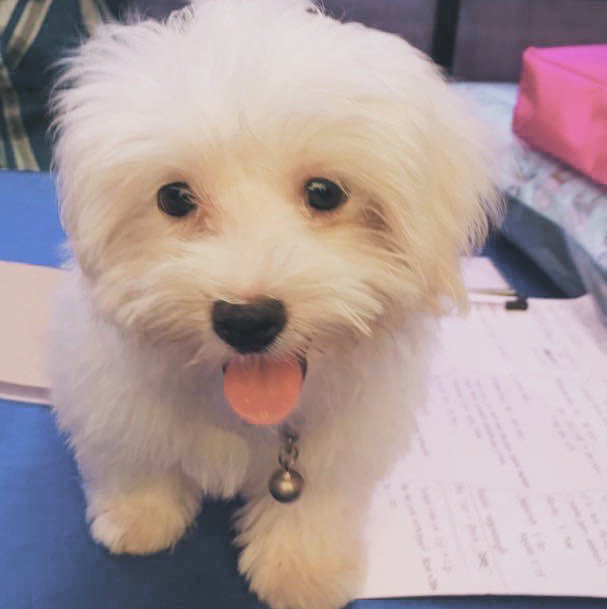IIPE2018's tweet photo. Ini dia, kumpulan wajah anjing lucu yang antusias ikutan event #DogDoesDisco yang diadakan di Central Park & Living World, Pet Lovers! https://t.co/eMaXW2drwt