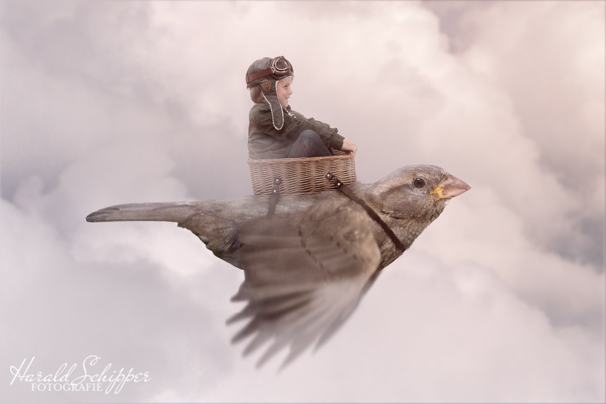 Bron: Harald Schipper