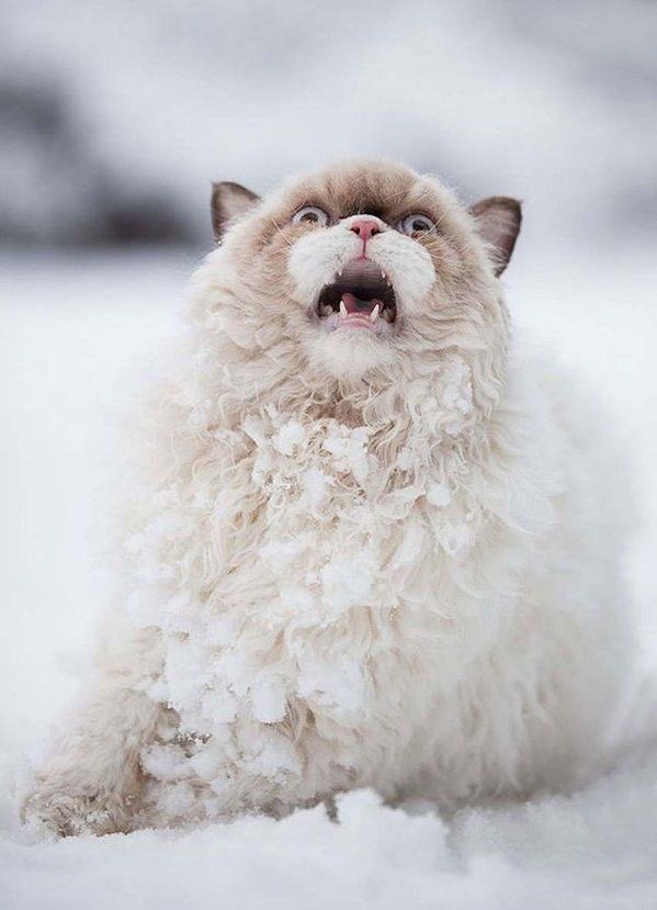 xoxokeeties's tweet photo. ME WHEN I READ SILENCE BREAKING BLURBS AND TEASERS #silencebreakingonradish (👤:nisaazmi) https://t.co/kN2eKSM8zI