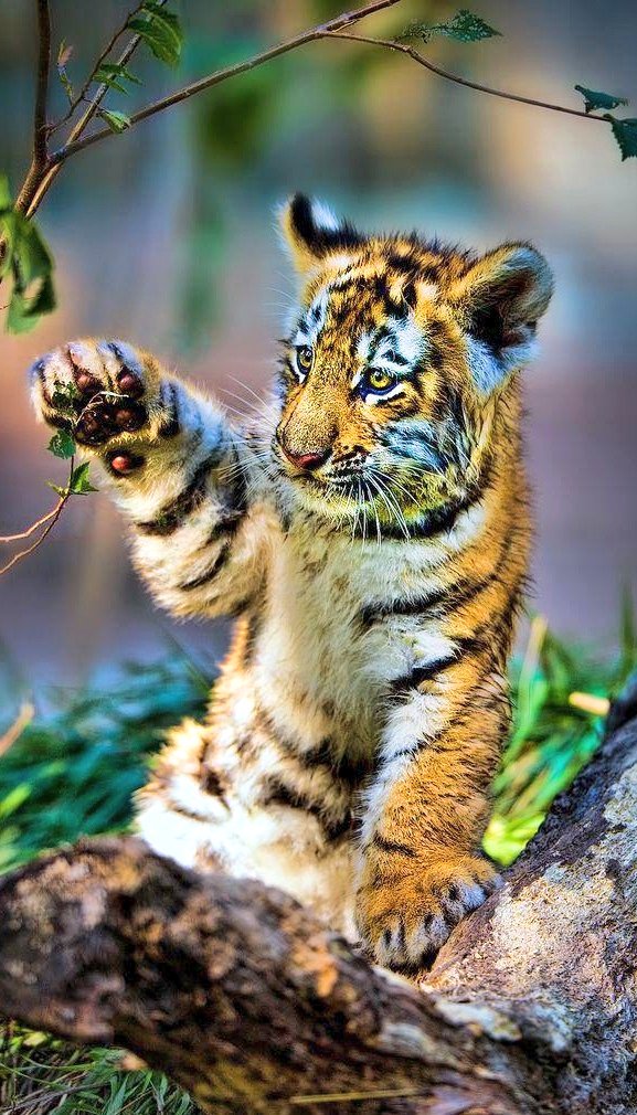 christen_andre's tweet photo. ((((       KORGIS       ))))
everybody's got to learn sometime
....yo....no... https://t.co/VQSbtPZ3QF by #MarionSpekker via @c0nvey https://t.co/2EQ4bJcHjF
