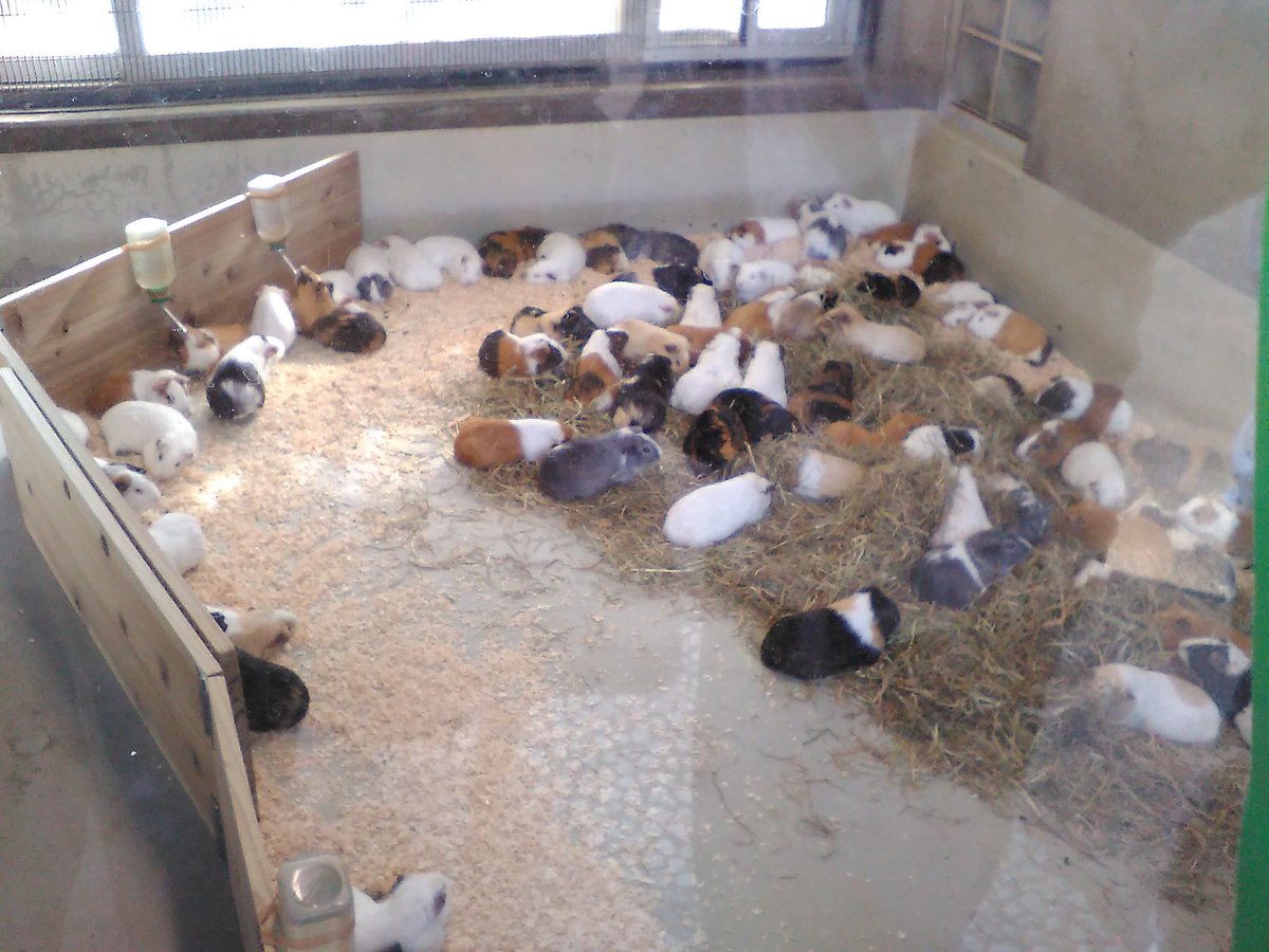 井の頭動物園行ってきた～💠👍
暑すぎて疲れたけどかなり楽しかった！！🙌
モルモットほんとにかわいい！！😆💕
今日はありがとう！！😁